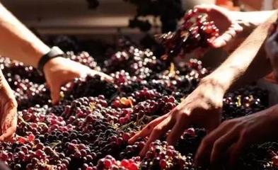 從葡萄酒加工視角，解析高端紅酒與低端紅酒的根本區別